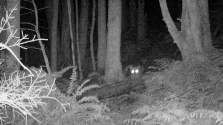 Why Animals Eyes Glow at Night & Stalked by a Cougar Story – The