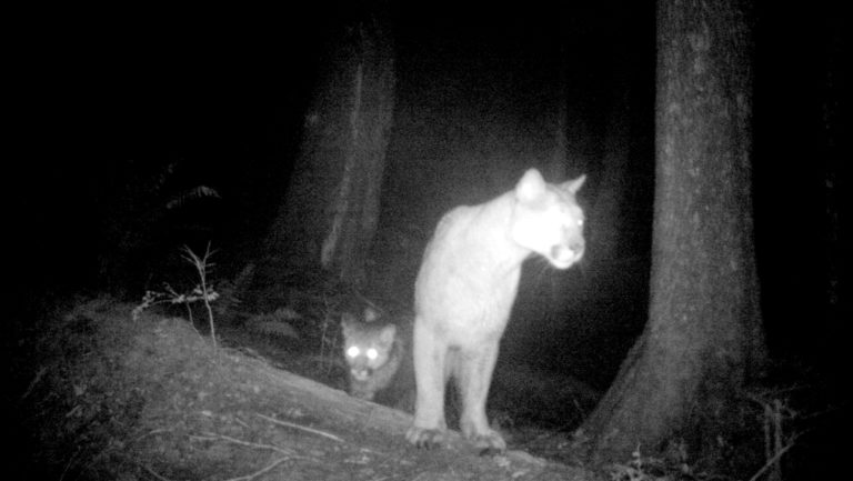 Why Animals Eyes Glow at Night & Stalked by a Cougar Story – The